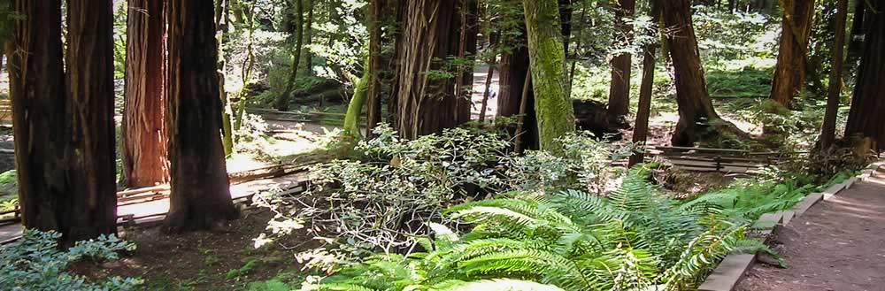 A trail running through a forest